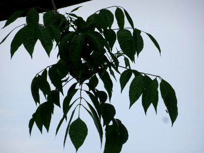Feuilles de l'Evodia de Hou-pei ou arbre à miel, Evodia Hu… 