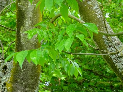 Troncs et feuilles de l'Evodia de Hou-pei ou arbre à miel,… 