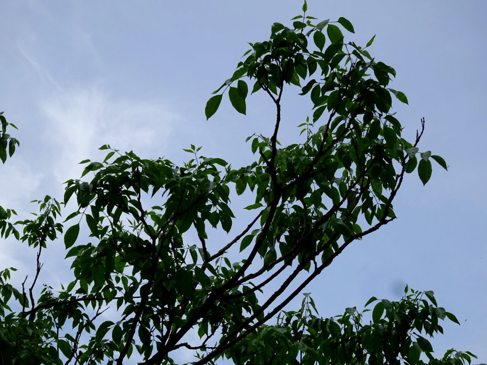 Feuilles de l'Evodia de Hou-pei ou arbre à miel, Evodia Hu… 
