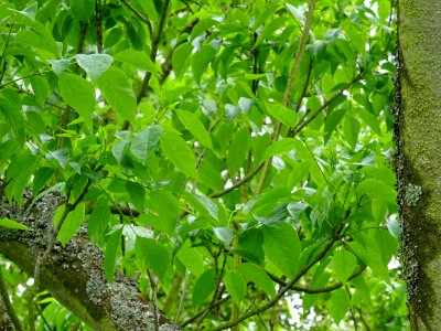 Feuilles de l'Evodia de Hou-pei ou arbre à miel, Evodia Hu… 