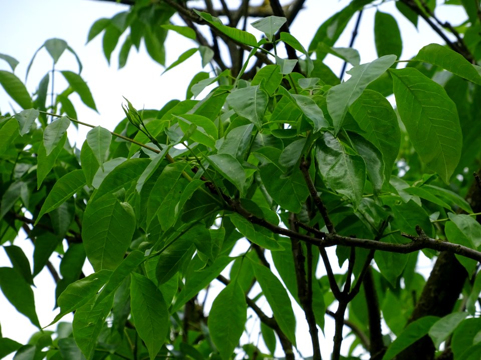 Feuilles de l'Evodia de Hou-pei ou arbre à miel, Evodia Hu… 
