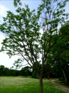 Evodia de Hou-pei ou arbre à miel, Evodia Hupehensis, Ruta… 