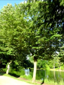 Tilleul argenté ou Tilleul de Hongrie, Tilia tomentosa, Ti… 
