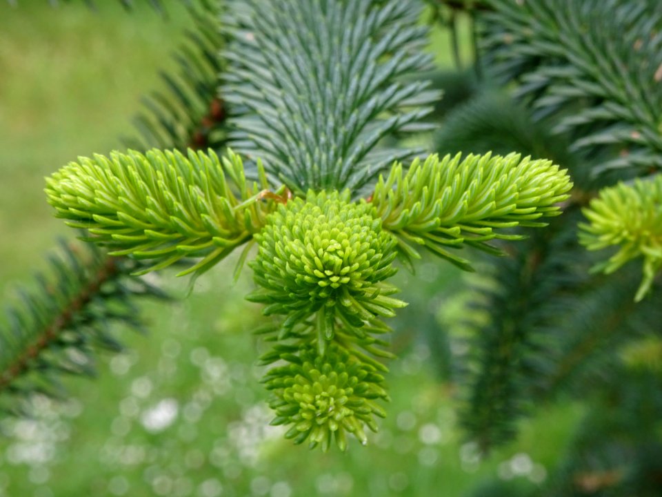 Sapin d'Andalousie ou Sapin d'Espagne, Abies pinsapo, Pina… 