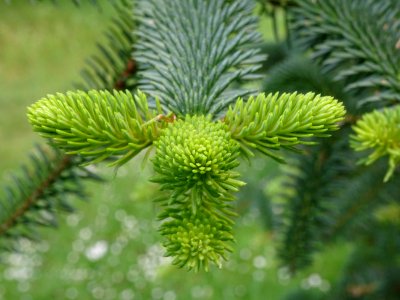 Sapin d'Andalousie ou Sapin d'Espagne, Abies pinsapo, Pina… 