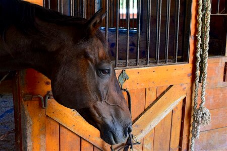 Animal stallion head photo