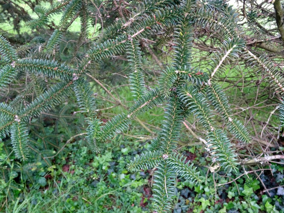 Sapin d'Andalousie ou Sapin d'Espagne, Abies pinsapo, Pina… 