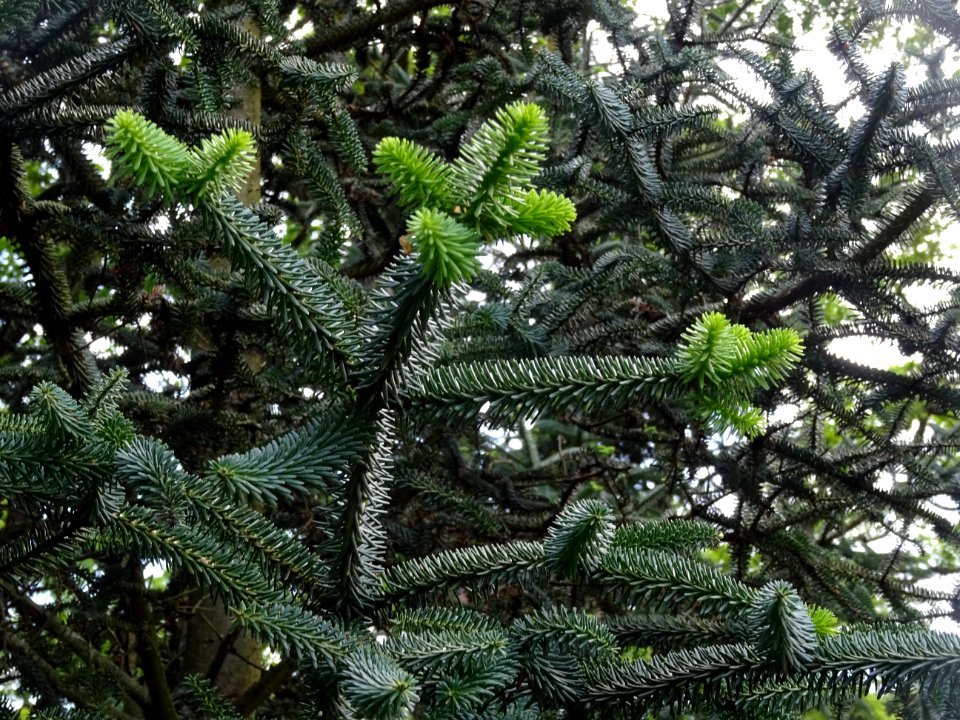 Sapin d'Andalousie ou Sapin d'Espagne, Abies pinsapo, Pina… 