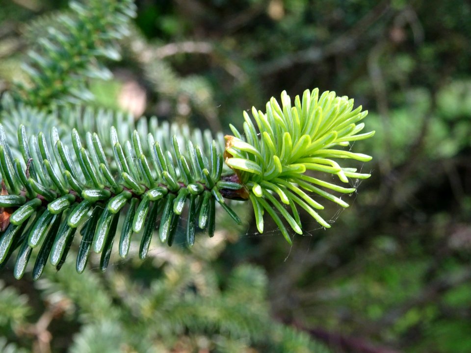 Sapin d'Andalousie ou Sapin d'Espagne, Abies pinsapo, Pina… 
