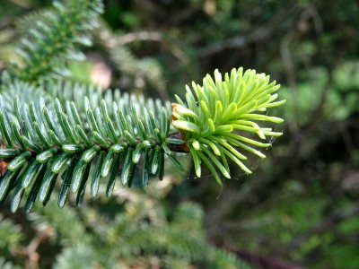 Sapin d'Andalousie ou Sapin d'Espagne, Abies pinsapo, Pina… 