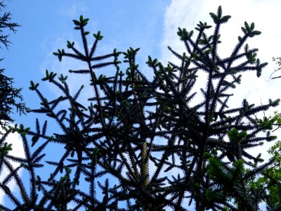 Sapin d'Andalousie ou Sapin d'Espagne, Abies pinsapo, Pina… 