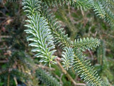 Sapin d'Andalousie ou Sapin d'Espagne, Abies pinsapo, Pina… 