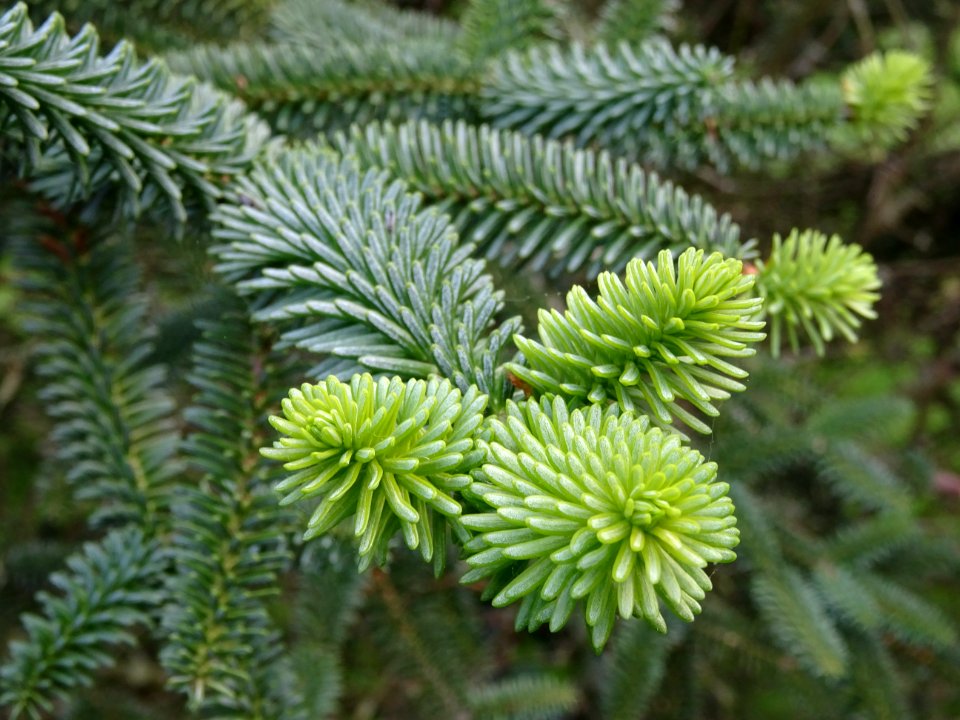Sapin d'Andalousie ou Sapin d'Espagne, Abies pinsapo, Pina… 