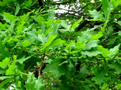 Feuilles du Chêne pédonculé, Quercus robur, Fagacées 
