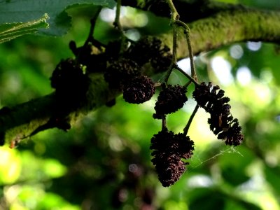 Glomérules femelles de l'Aulne glutineux, Alnus glutinosa,… 