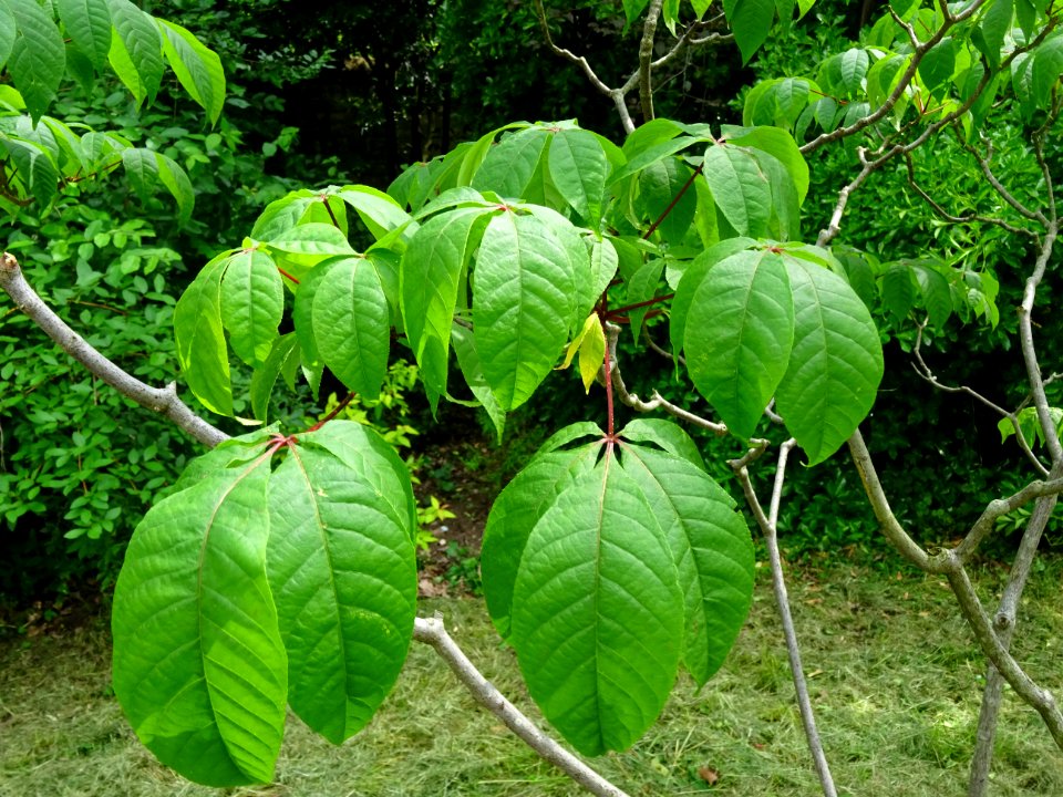 Feuilles du Marronnier nain ou Pavier blanc, Aesculus parv… 