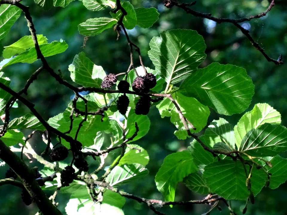 Feuilles et glomérules femelles de l'Aulne glutineux, Alnu… 