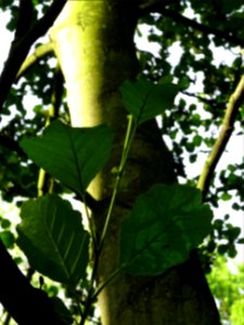 Feuilles de l'Aulne glutineux, Alnus glutinosa, Betulacées… 