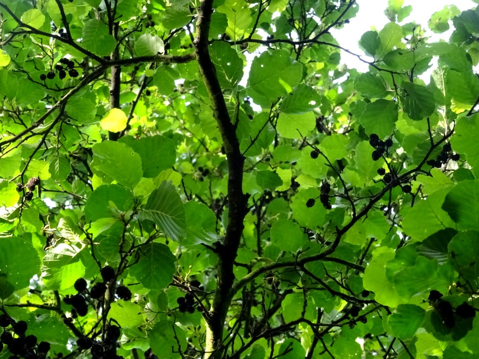Feuilles et glomérules femelles de l'Aulne glutineux, Alnu… 