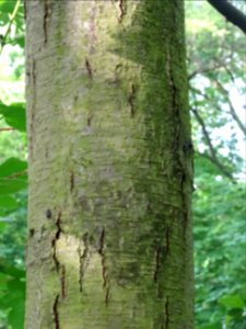Tronc de l'Aulne glutineux, Alnus glutinosa, Betulacées 