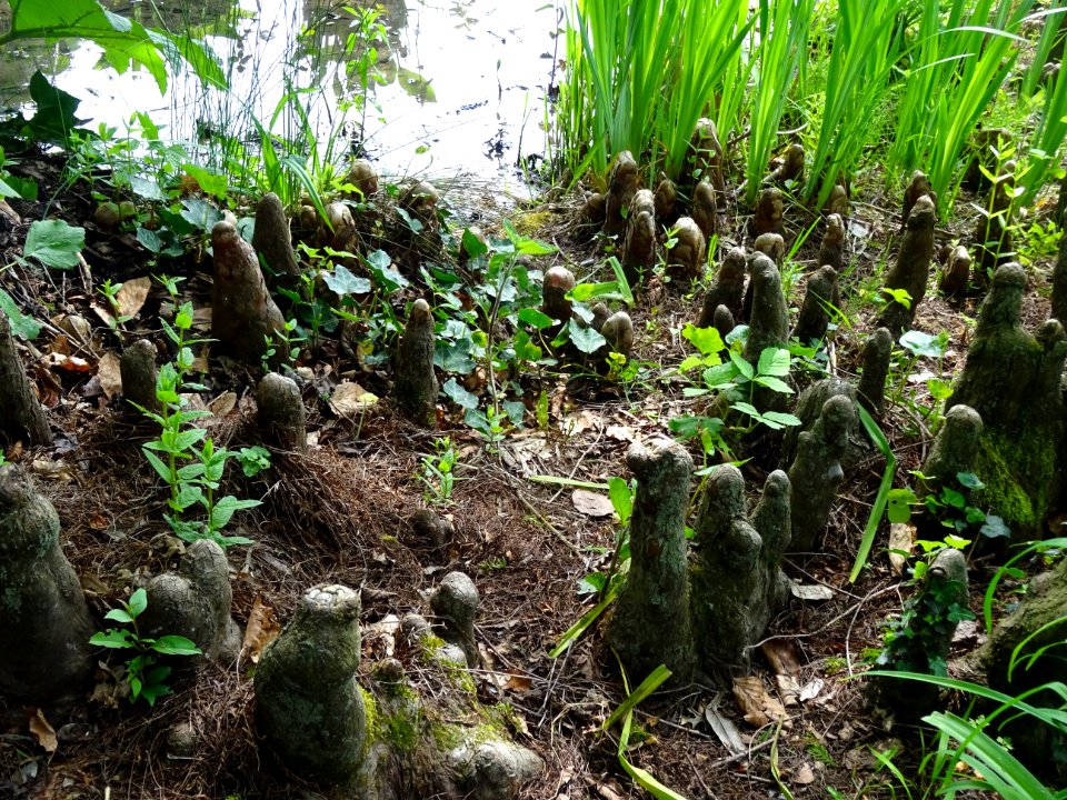 Pneumatophores (racines aériennes) du Cyprès chauve des ma… 