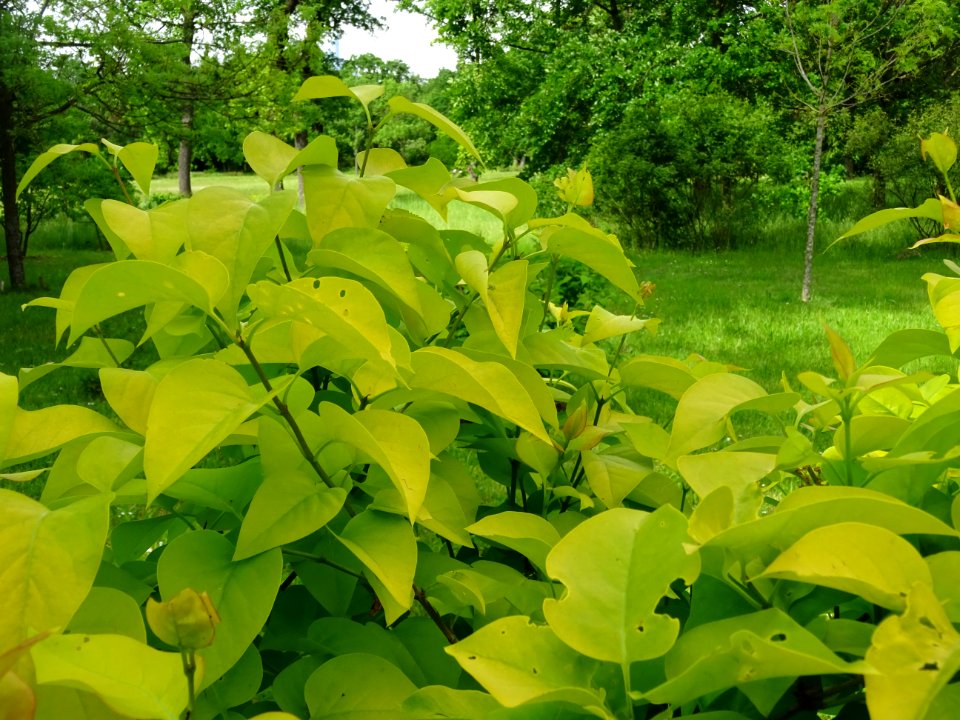 Feuilles du Lilas doré, Syringa vulgaris 'Aurea', Oléacées… 