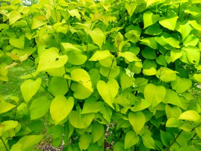 Lilas doré, Syringa vulgaris 'Aurea', Oléacées 