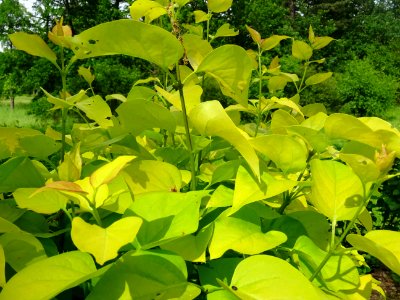 Feuilles du Lilas doré, Syringa vulgaris 'Aurea', Oléacées… 