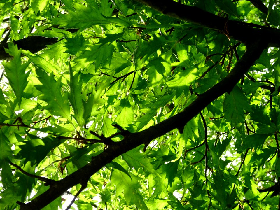Feuilles du Hêtre à feuilles laciniées, Fagus sylvatica 'L… 