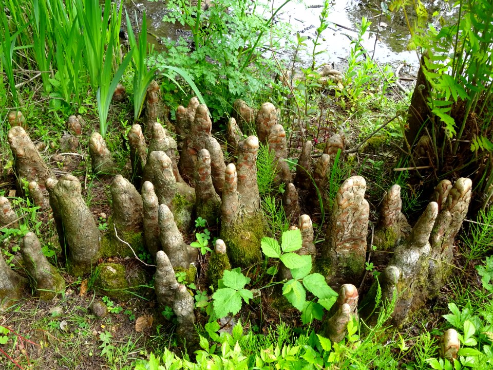 Pneumatophores (racines aériennes) du Cyprès chauve des ma… 