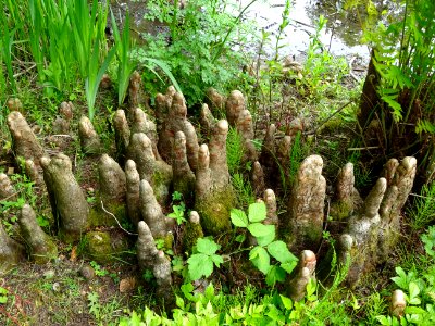 Pneumatophores (racines aériennes) du Cyprès chauve des ma… 