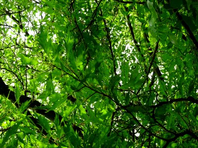 Feuilles du Hêtre à feuilles laciniées, Fagus sylvatica 'L… 