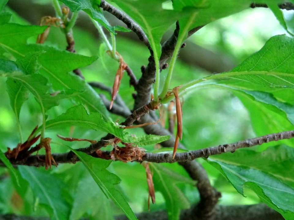 Stipules du Hêtre à feuilles laciniées, Fagus sylvatica 'L… 