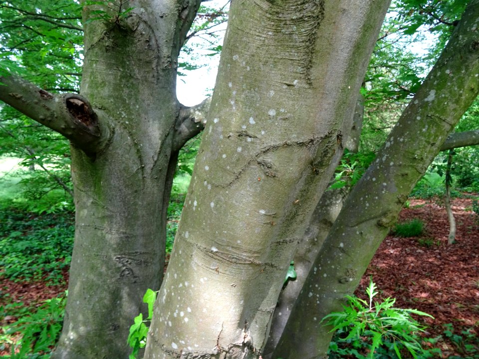 Troncs de Hêtre à feuilles laciniées, Fagus sylvatica 'Lac… 