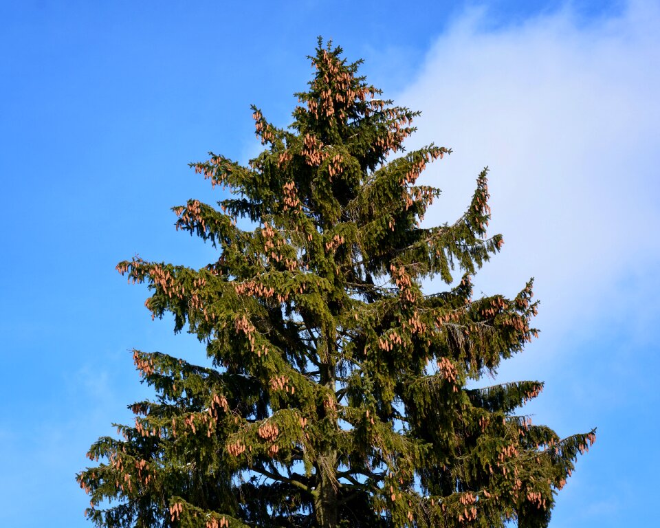 Fir tree spruce sky