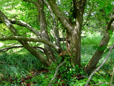 Troncs multiples du Hêtre à feuilles laciniées, Fagus sylv… 