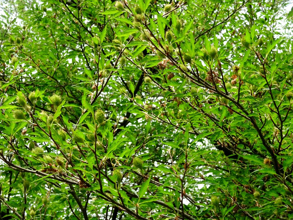 Châtons femelles et feuilles du Hêtre à feuilles laciniées… 