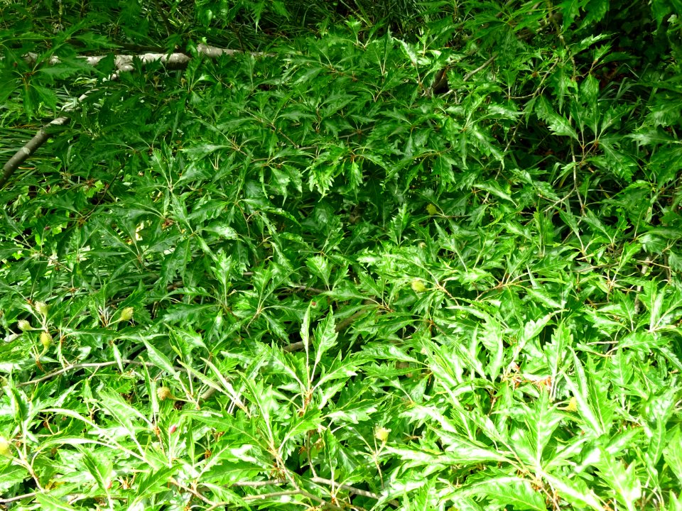 Feuilles du Hêtre à feuilles laciniées, Fagus sylvatica 'L… 