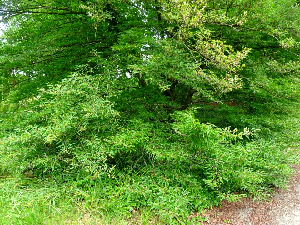 Hêtre à feuilles laciniées, Fagus sylvatica 'Laciniata', F… 