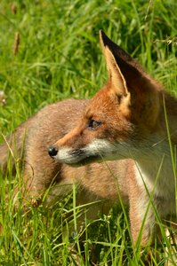 Fauna wild nature