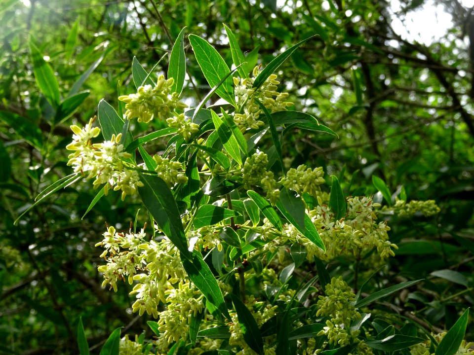Feuilles et inflorescences du Troène commun, Ligustrum vul… 