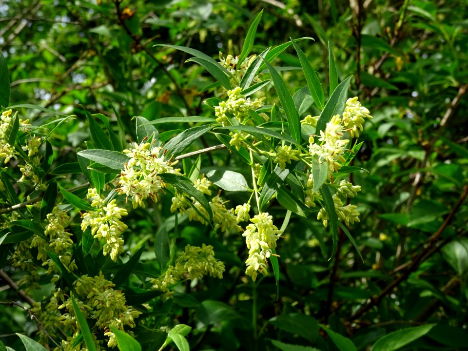 Feuilles et inflorescences du Troène commun, Ligustrum vul… 