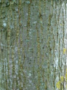 Tronc du Tilleul de Mongolie ou Tilleul à feuilles de vign… 