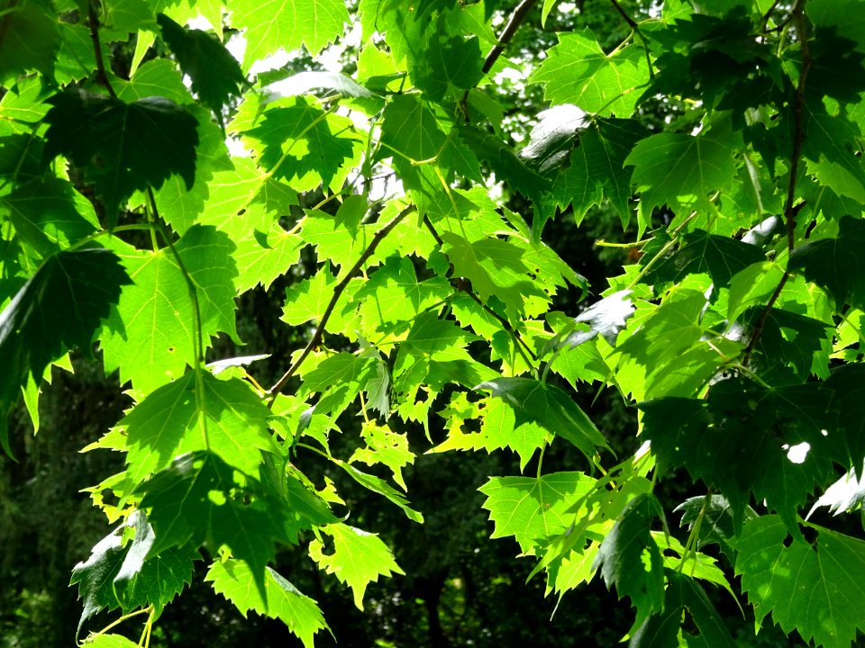 Feuilles du Tilleul de Mongolie ou Tilleul à feuilles de v… 