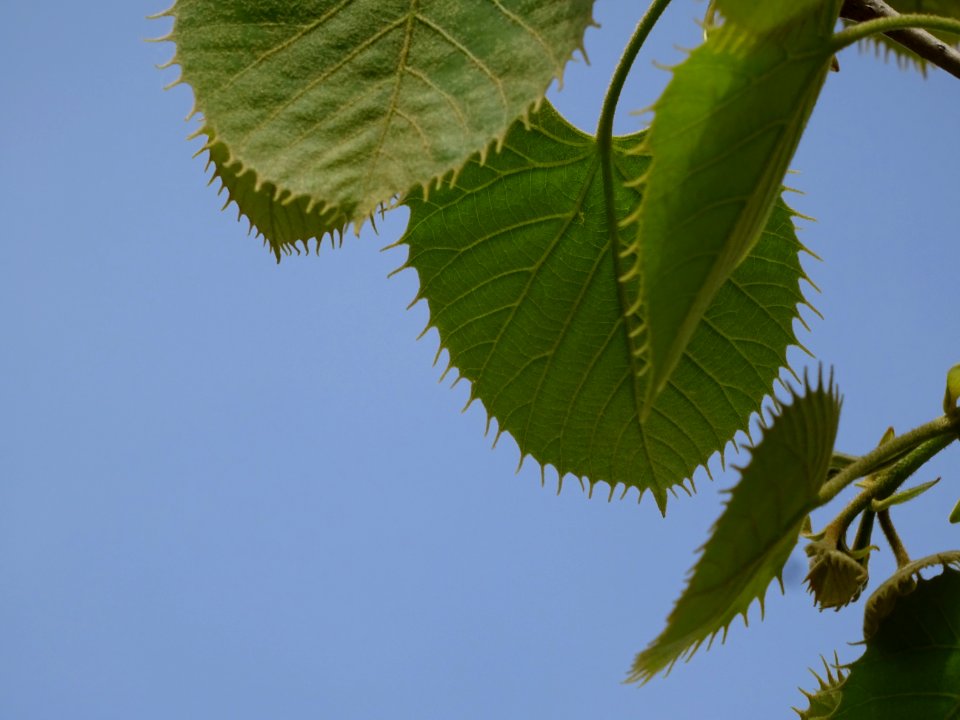 Feuilles du Tilleul de Henry, Tilia henryana, Tiliacées 