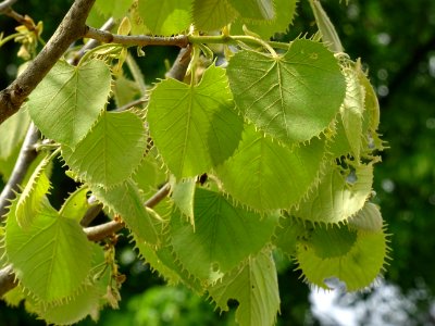 Feuilles du Tilleul de Henry, Tilia henryana, Tiliacées 