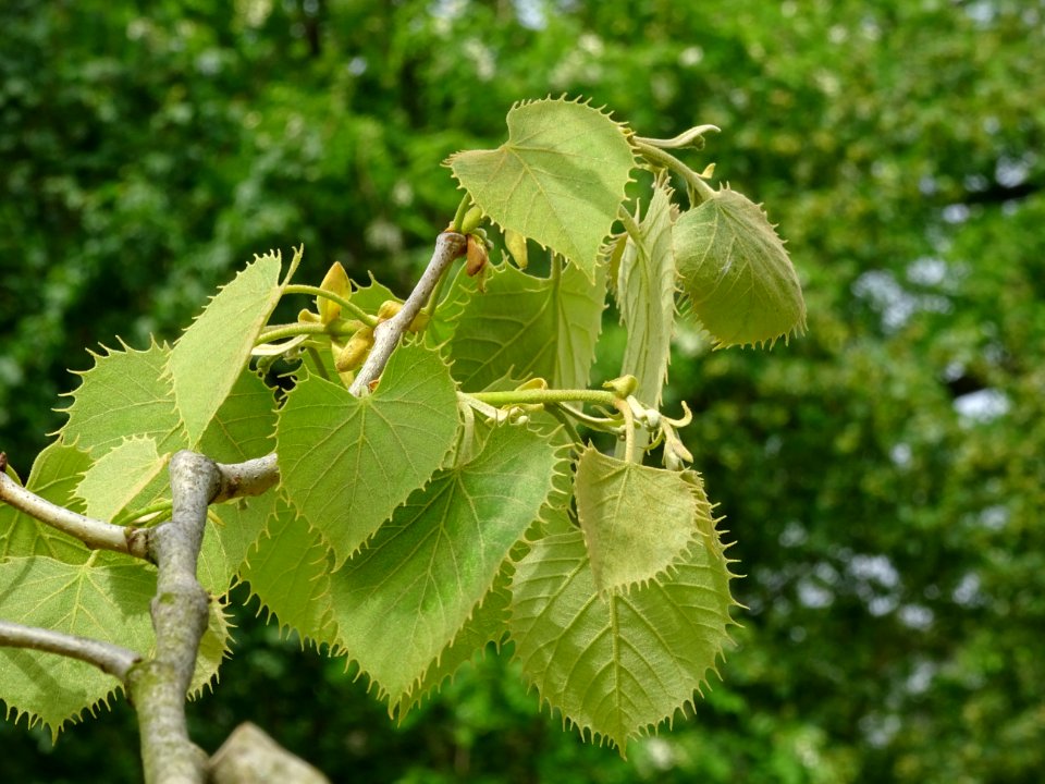 Feuilles du Tilleul de Henry, Tilia henryana, Tiliacées 
