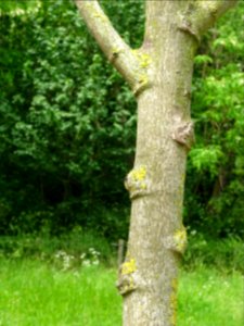 Tronc du Tilleul de Henry, Tilia henryana, Tiliacées 
