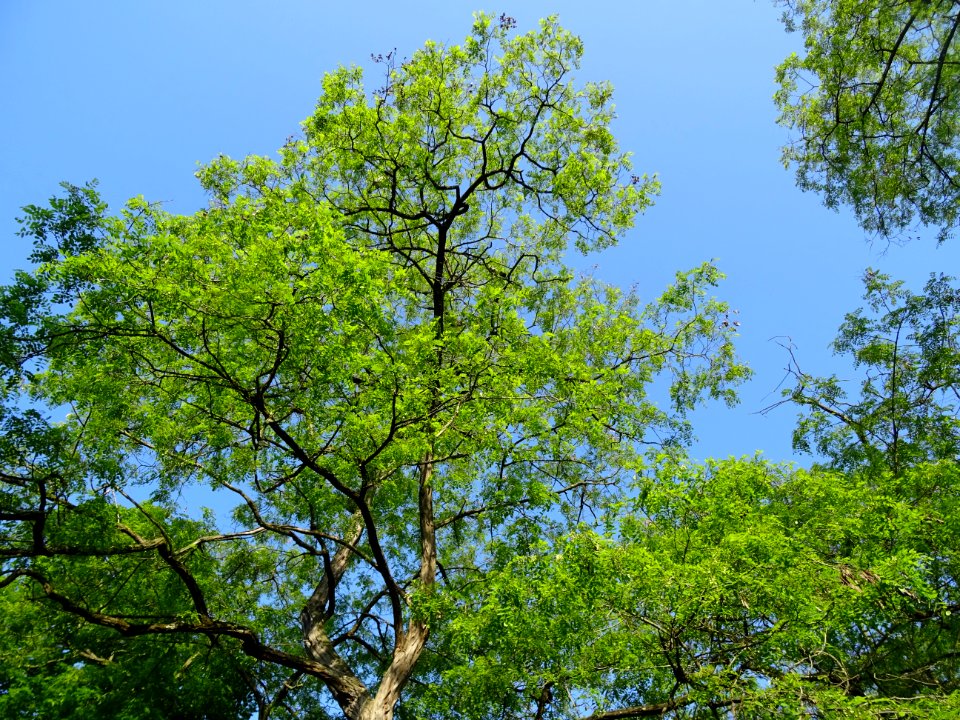 Robinier faux-acacia, Robinia pseudoacacia, Fabacées 