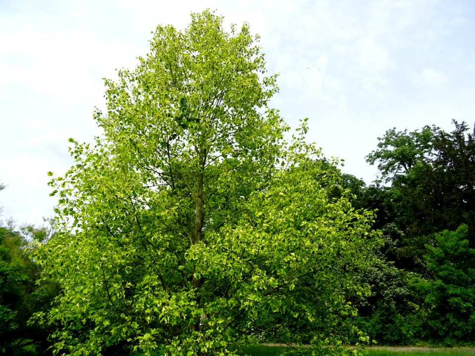 Tulipier de Virginie panaché, Liriodendron tulipifera aure… 